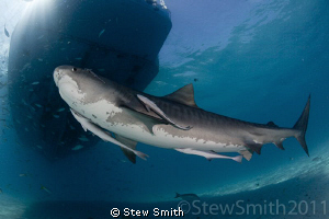 A large Tiger Shark passes under the Dolphin Dream at Tig... by Stew Smith 